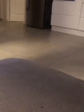 les dinguerie de periscope